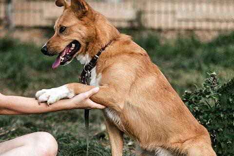 В дар собаку. Рыжее солнышко Фанта, добрейшая в мире собака  в добрые руки. Фото3
