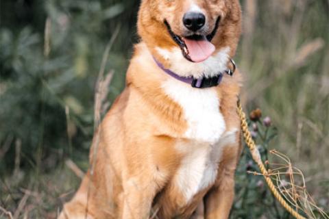 В дар собаку. Рыжее солнышко Фанта, добрейшая в мире собака  в добрые руки. Фото4