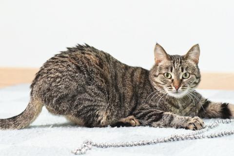 В дар кошку. Ласковая полосатая кошка Ириска с кистями на ушах ищет дом. Фото2