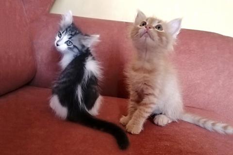 В дар кошку. Перси  и Штурмовик, очаровательные домашние котята в добрые руки. Фото1