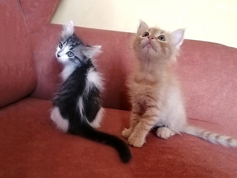 В дар кошку. Перси  и Штурмовик, очаровательные домашние котята в добрые руки