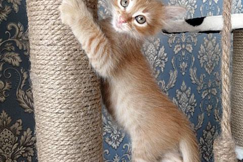В дар кошку. Перси  и Штурмовик, очаровательные домашние котята в добрые руки. Фото2