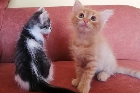 В дар кошку. Перси  и Штурмовик, очаровательные домашние котята в добрые руки. Фото4