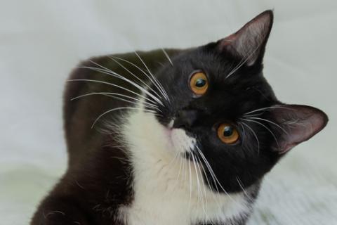 В дар кошку. Черно-белая изящная кошка Марси в добрые руки. Фото1