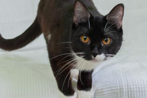 В дар кошку. Черно-белая изящная кошка Марси в добрые руки. Фото2