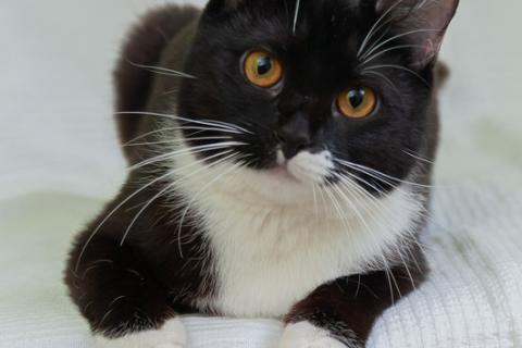 В дар кошку. Черно-белая изящная кошка Марси в добрые руки. Фото3