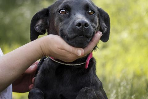 В дар собаку. Изящная черная собачка малышка Лили в добрые руки. Фото4