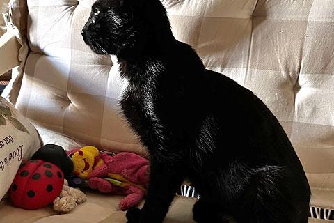 В дар кошку. Черная красавица Клеопатра ищет любящую семью. Фото3