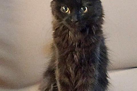 В дар кошку. Маленькое чудо Яшенька, милейший черный котенок в добрые руки. Фото1