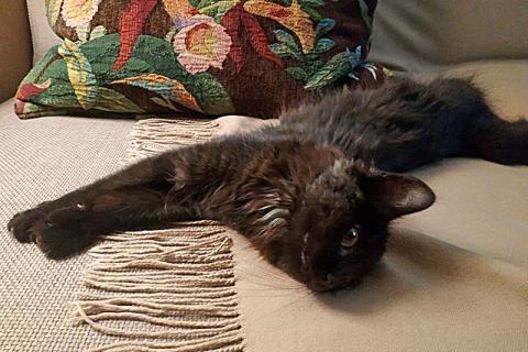 В дар кошку. Маленькое чудо Яшенька, милейший черный котенок в добрые руки. Фото2