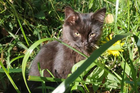 В дар кошку. Маленькое чудо Яшенька, милейший черный котенок в добрые руки. Фото3