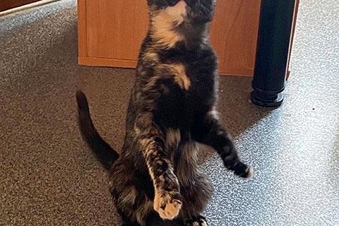 В дар кошку. Черепаховое чудо Барбариска, чудесный котенок-подросток в добрые . Фото4