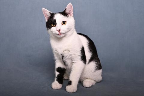 В дар кошку. Красивый и элегантный котенок-подросток Симба в добрые руки. Фото1