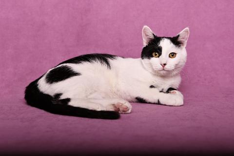 В дар кошку. Красивый и элегантный котенок-подросток Симба в добрые руки. Фото3
