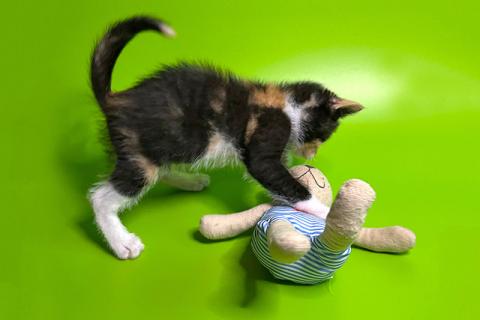 В дар кошку. Малышка Киви, чудесный трехцветный котенок ищет дом и доброе серд. Фото1