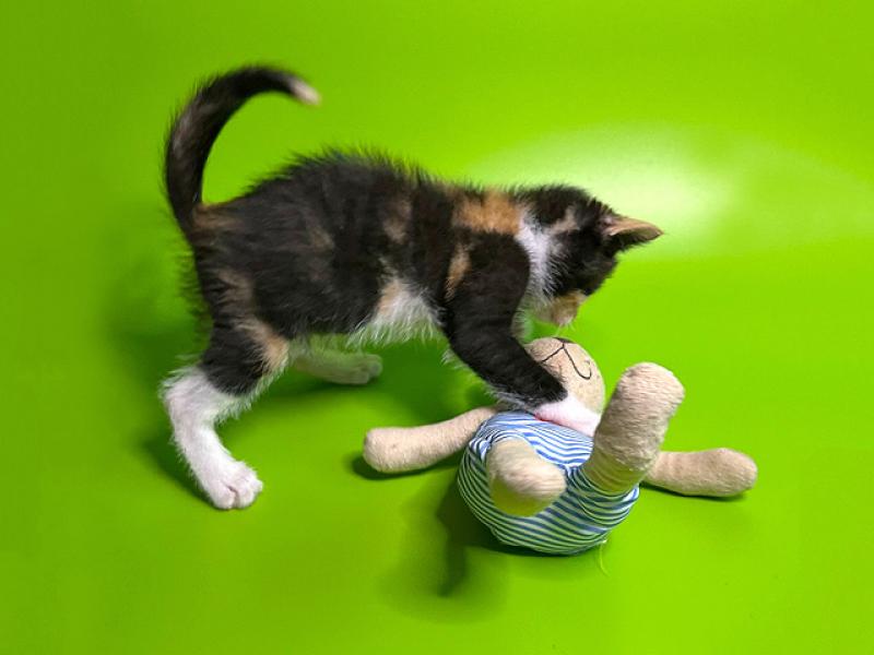 В дар кошку. Малышка Киви, чудесный трехцветный котенок ищет дом и доброе серд