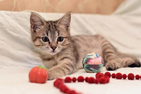 В дар кошку. Ручной и ласковый котенок Серафима в добрые руки. Фото3