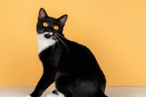 В дар кошку. Золотоглазая красавица черно-белая кошка Стасия в добрые руки. Фото1