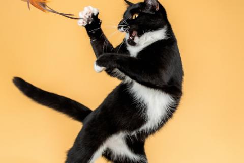 В дар кошку. Золотоглазая красавица черно-белая кошка Стасия в добрые руки. Фото3
