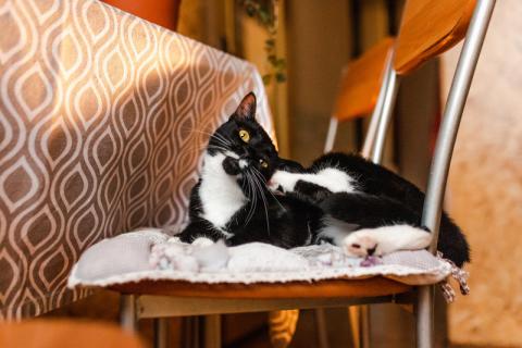 В дар кошку. Золотоглазая красавица черно-белая кошка Стасия в добрые руки. Фото4