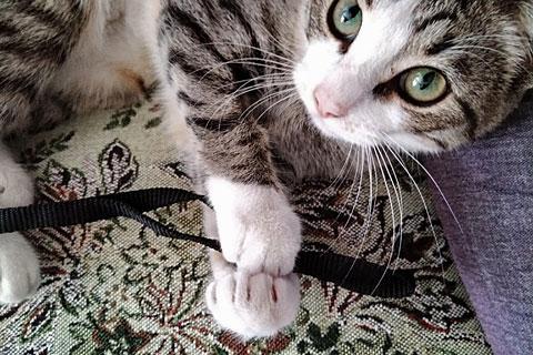 В дар кошку. Тигровое очарование Муся, ласковая кошечка-подросток в добрые рук. Фото3