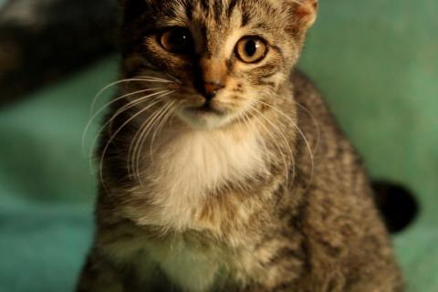 В дар кошку. Ручной и ласковый полосатый котенок Смородинка в дар. Фото1