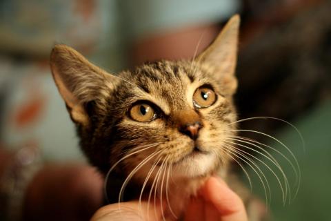 В дар кошку. Ручной и ласковый полосатый котенок Смородинка в дар. Фото2