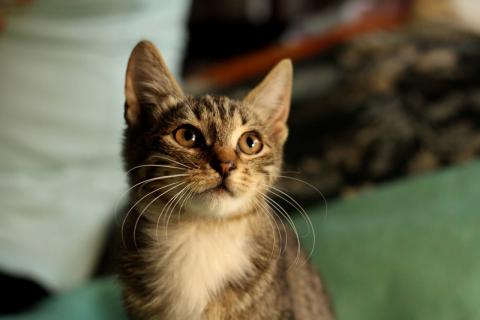 В дар кошку. Ручной и ласковый полосатый котенок Смородинка в дар. Фото4