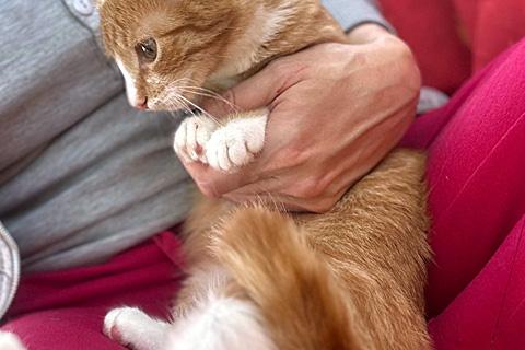 В дар кошку. Роскошные домашние котята-девочки в добрые руки. Фото1