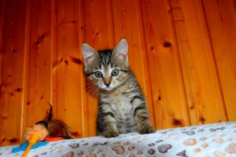 В дар кошку. Серый полосатый ручной котенок Кексик в добрые руки. Фото1