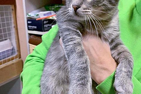 В дар кошку. Очень ласковый серо-голубой котик Филя в добрые руки. Фото3