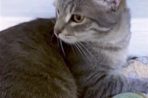 В дар кошку. Очень ласковый серо-голубой котик Филя в добрые руки. Фото4