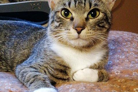 В дар кошку. Сладкий Арбуз, ласковый котик-подросток в добрые руки. Фото2