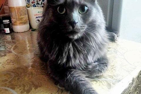 В дар кошку. Роскошный Мартин, котик породы нибелунг в добрые руки. Фото4