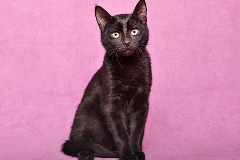 В дар кошку. Ласковый и игривый черный котенок-подросток Степа в добрые руки. Фото1