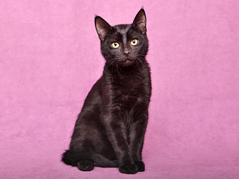 В дар кошку. Ласковый и игривый черный котенок-подросток Степа в добрые руки