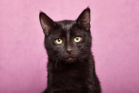В дар кошку. Ласковый и игривый черный котенок-подросток Степа в добрые руки. Фото2