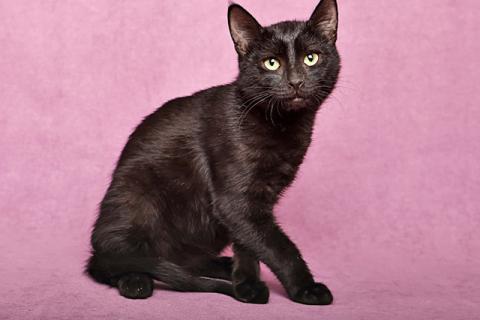 В дар кошку. Ласковый и игривый черный котенок-подросток Степа в добрые руки. Фото3