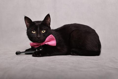 В дар кошку. Ласковый и игривый черный котенок-подросток Степа в добрые руки. Фото4