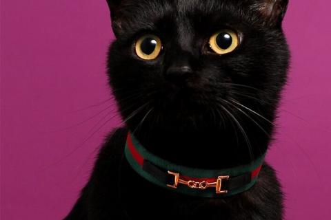 В дар кошку. Черный котенок-подросток Гудини в дар. Фото1