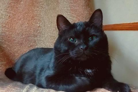 В дар кошку. Британский крупный черный красавец-кот Дуглас в добрые руки. Фото1