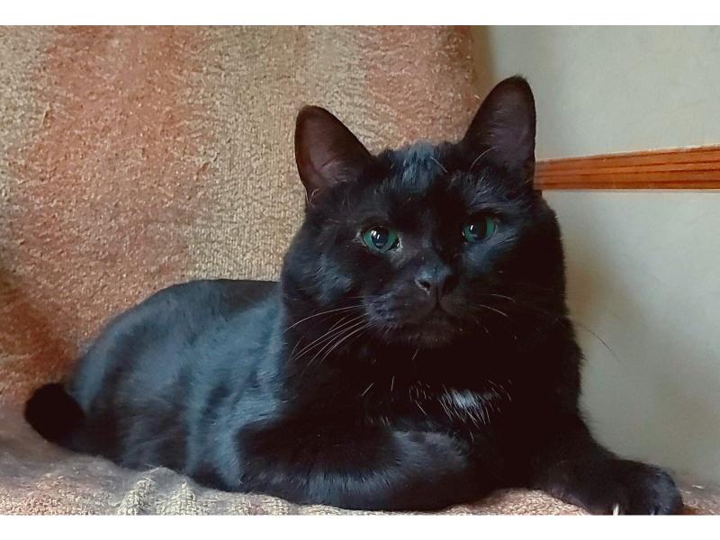 В дар кошку. Британский крупный черный красавец-кот Дуглас в добрые руки