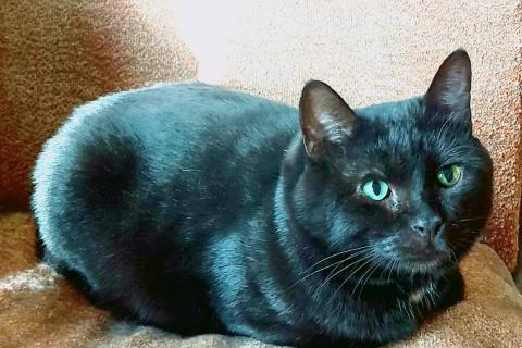 В дар кошку. Британский крупный черный красавец-кот Дуглас в добрые руки. Фото2