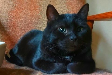 В дар кошку. Британский крупный черный красавец-кот Дуглас в добрые руки. Фото3