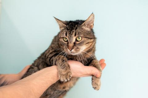 В дар кошку. Крупная британская кошка Муза в добрые руки. Фото3