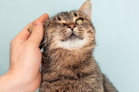 В дар кошку. Крупная британская кошка Муза в добрые руки. Фото4