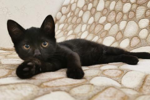 В дар кошку. Черный-черный котенок Томас в добрые руки. Москва и МО. Фото4