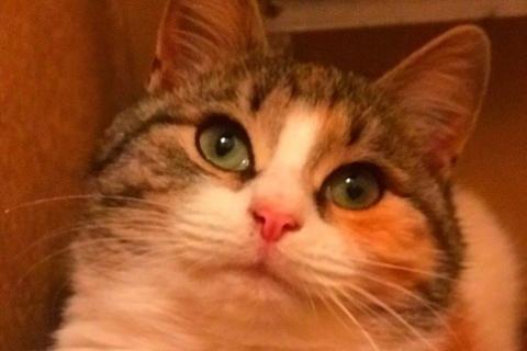 В дар кошку. Очаровательный трехцветный котенок Василиса в дар. Фото1