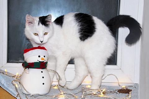 В дар кошку. Самая ласковая в мире, домашняя кошечка-подросток Снежа в добрые . Фото1