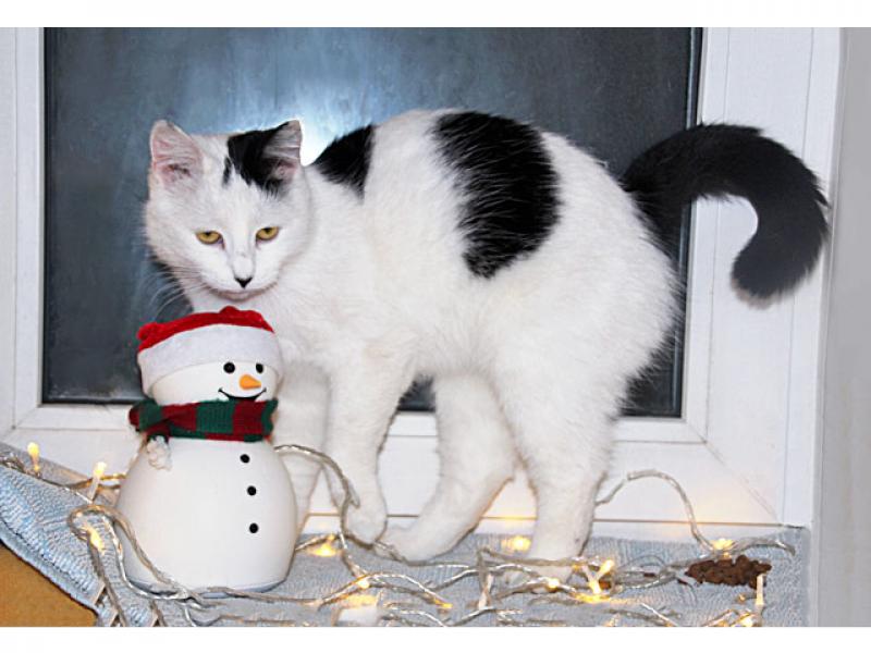 В дар кошку. Самая ласковая в мире, домашняя кошечка-подросток Снежа в добрые 
